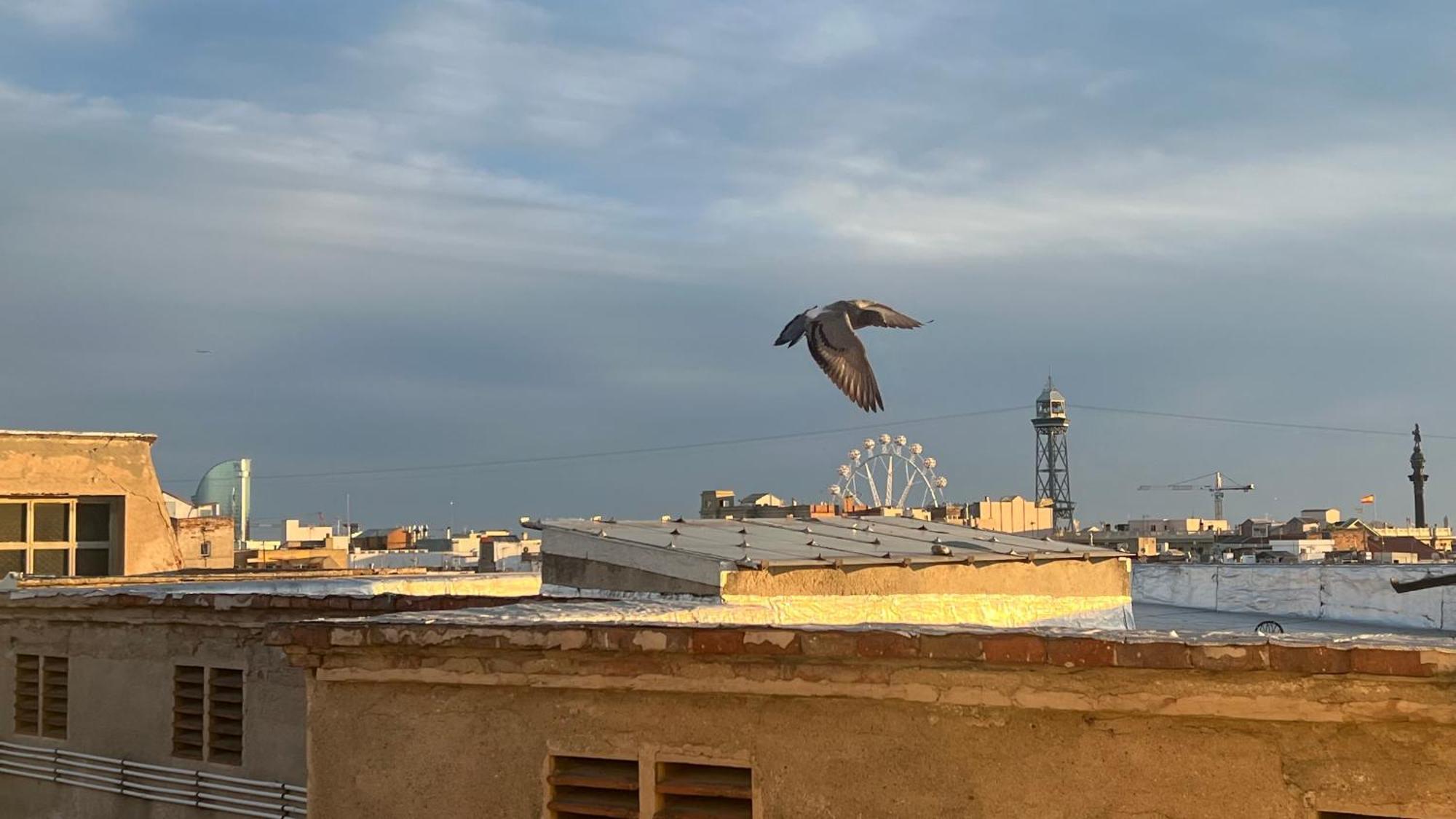 Atico Con Terraza Apartamento